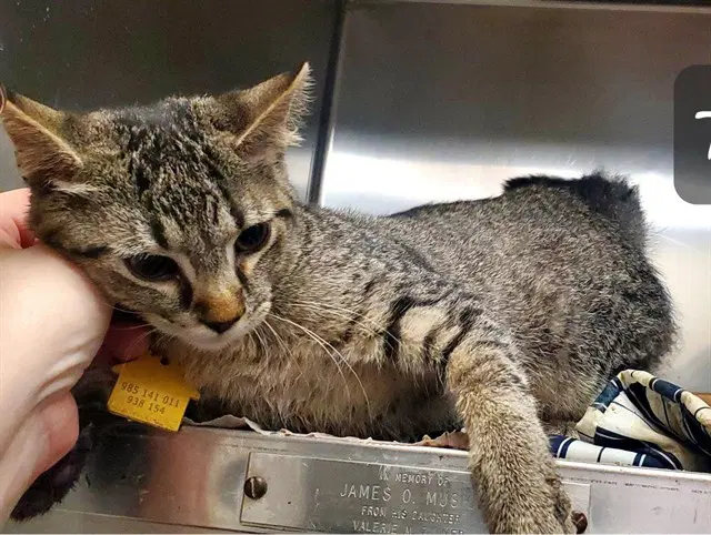 Care Bear - Domestic Short Hair