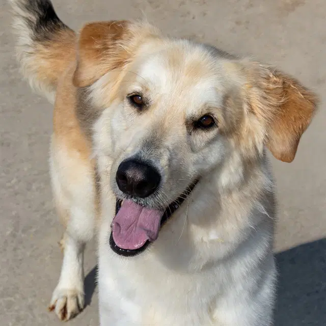 Bane - Golden Retriever