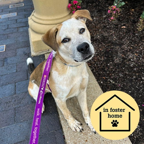 GROVER, a dog for adoption from Humane Society of Missouri