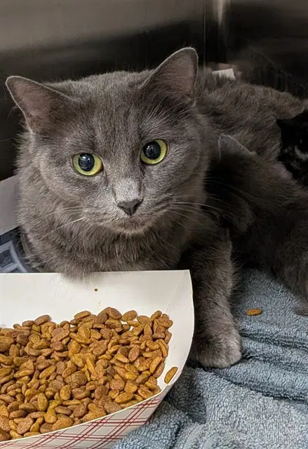 Inky - Domestic Short Hair