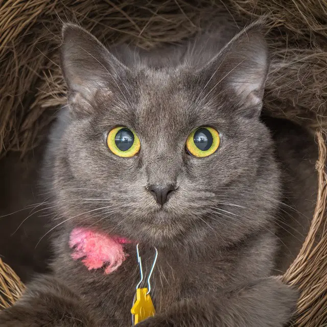 Inky - Domestic Short Hair