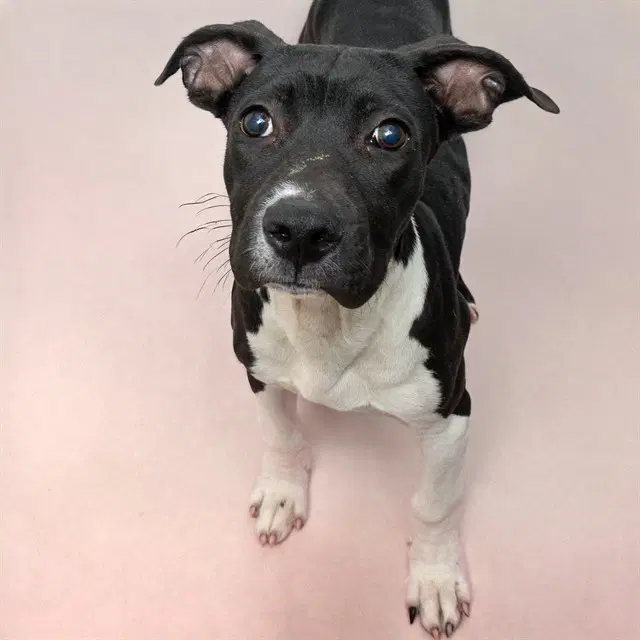 Oreo - Pit Bull Terrier