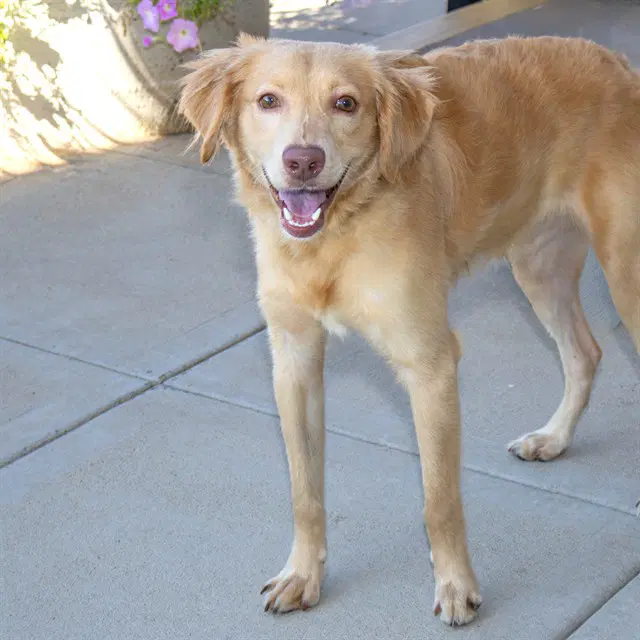 Koda - Golden Retriever