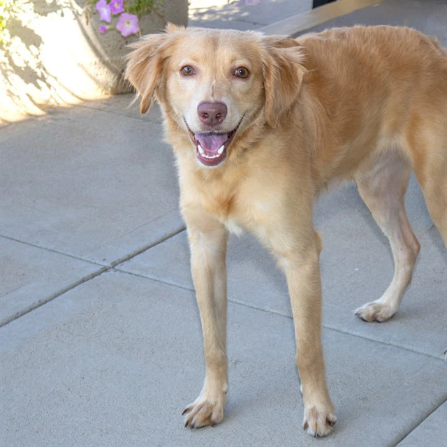 Koda