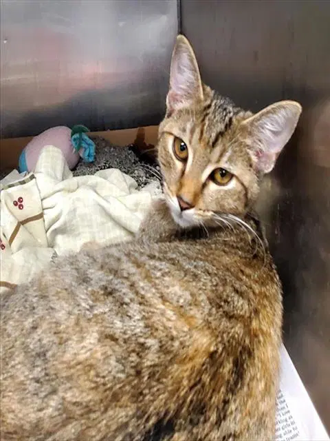 Betsy - Domestic Short Hair