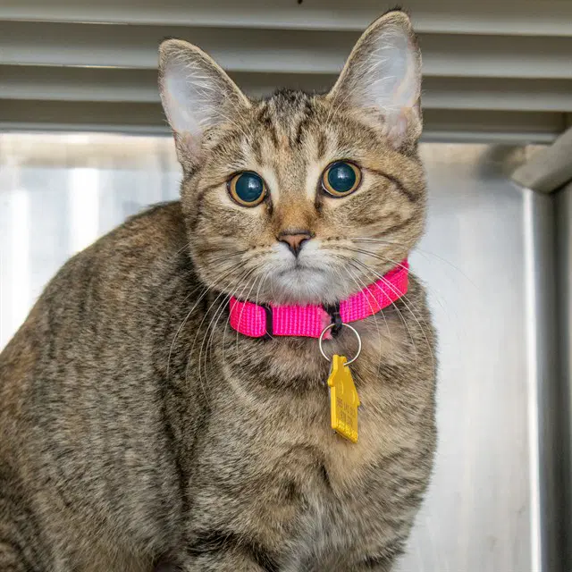 Betsy - Domestic Short Hair