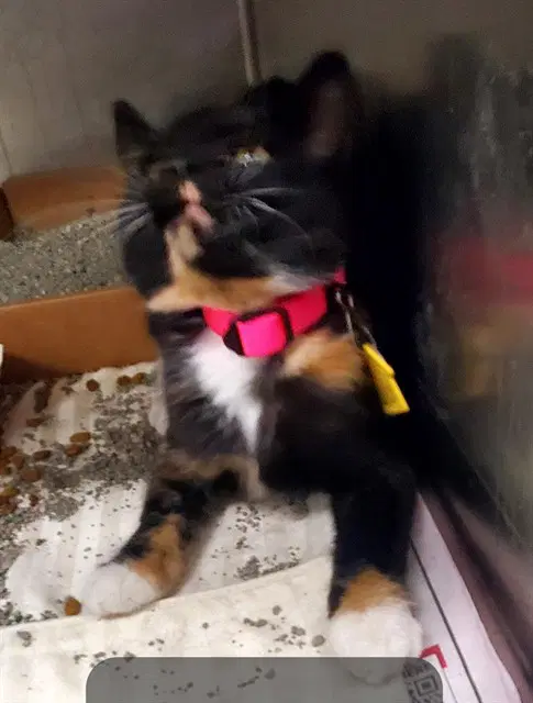 Jalapeno - Domestic Short Hair