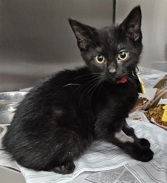 Dustin - Domestic Medium Hair