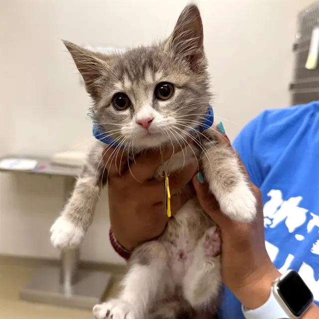 Scarlett - Domestic Short Hair