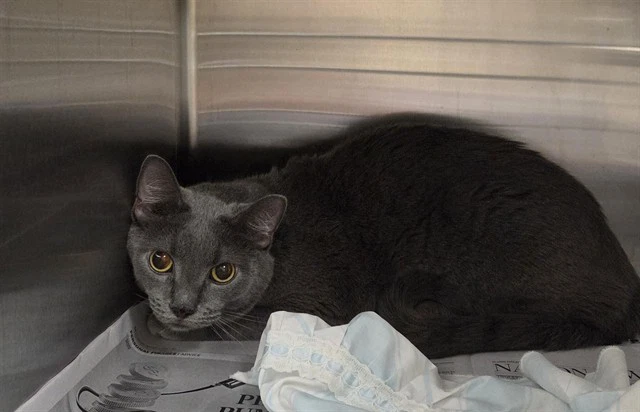 Nacho