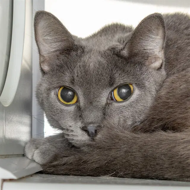 Nacho - Domestic Short Hair