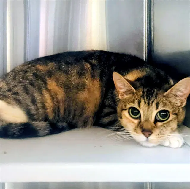 Aries - Domestic Short Hair