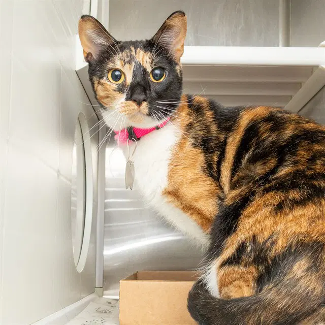 Aries - Domestic Short Hair
