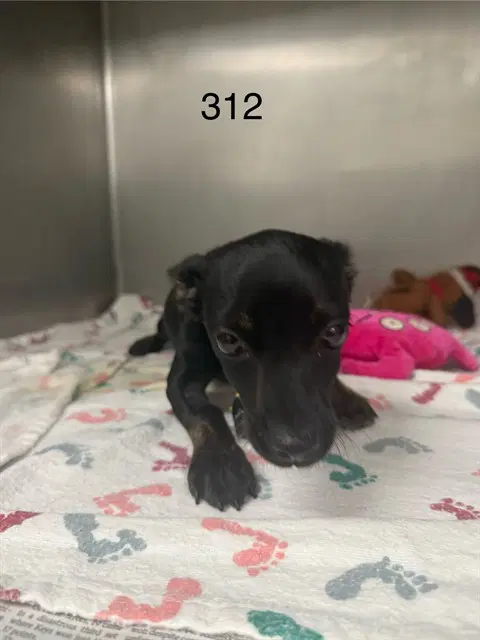 Rosalita - Chihuahua