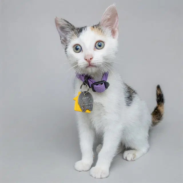 Paradise - Domestic Short Hair