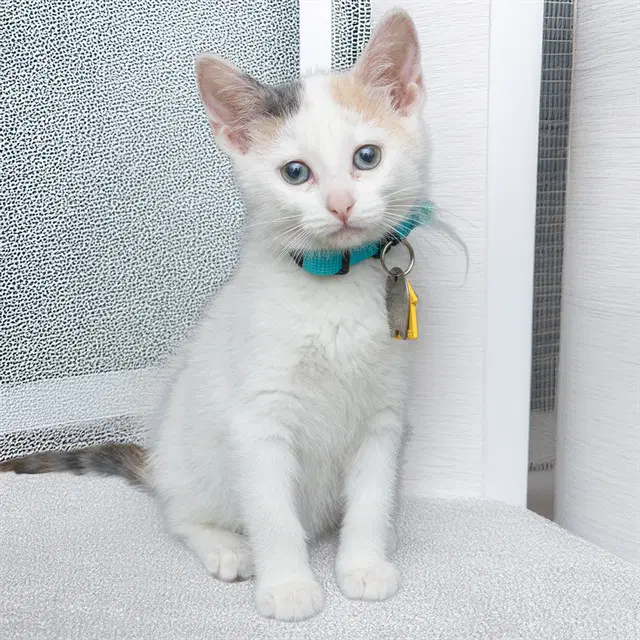 Nirvana - Domestic Short Hair
