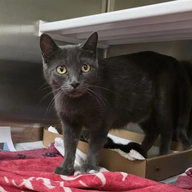 Miss Grumbles - Domestic Short Hair