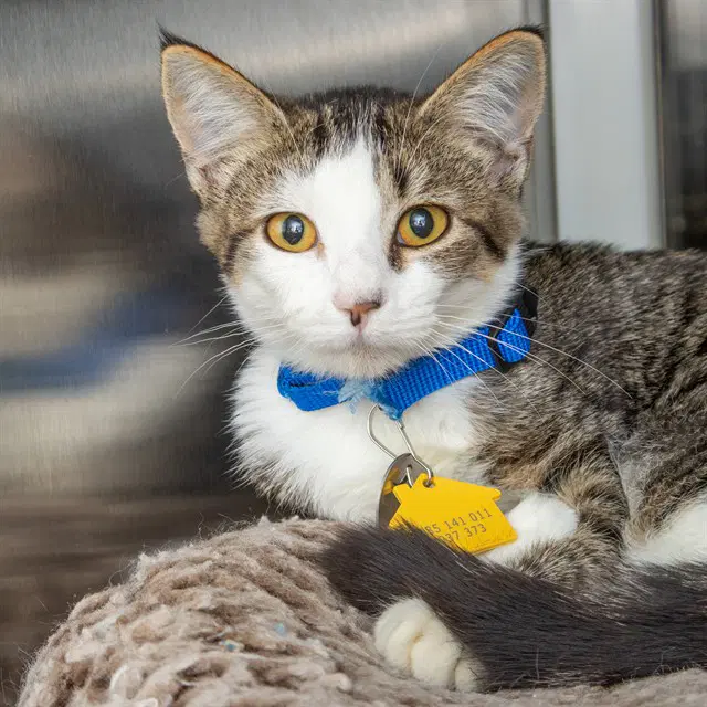 Aspen - Domestic Short Hair