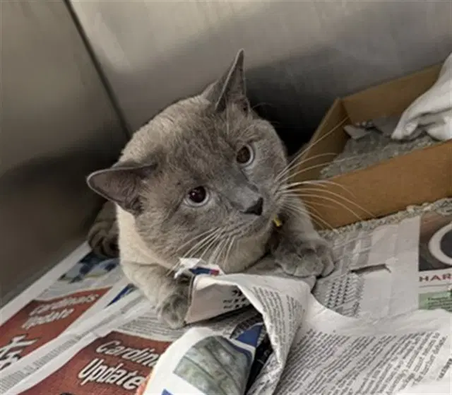 Pisko - Domestic Short Hair