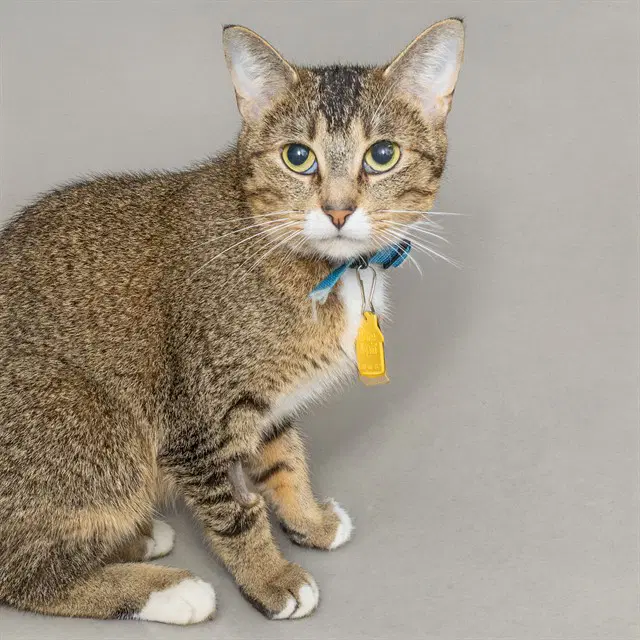 Magma - Domestic Short Hair