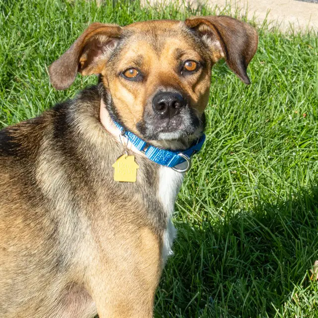 Harper - Beagle