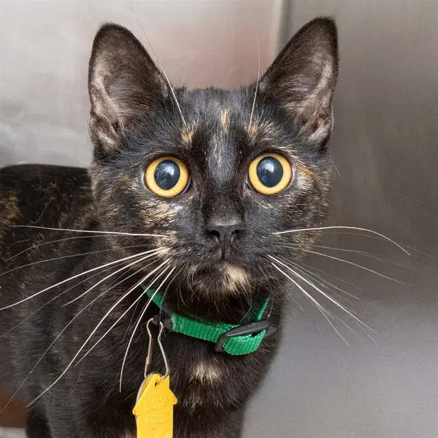 Mitzi - Domestic Short Hair