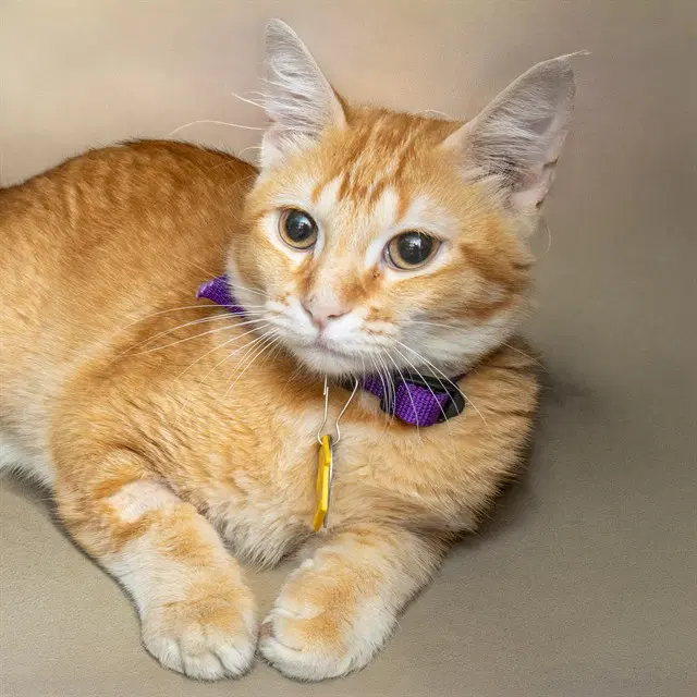 Heathcliff - Domestic Short Hair