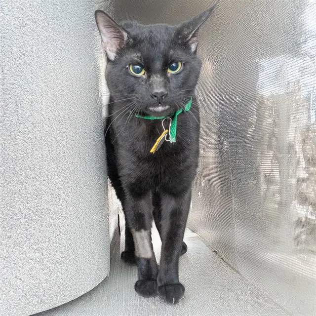 Shadow - Domestic Short Hair