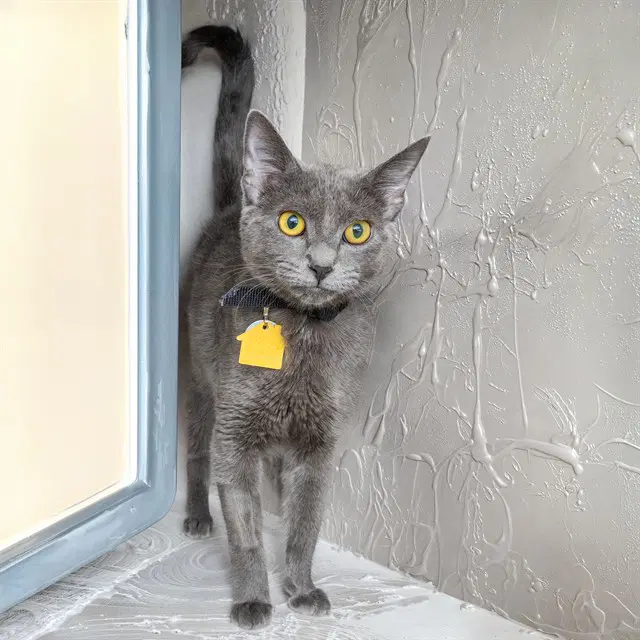 Smokey - Domestic Short Hair