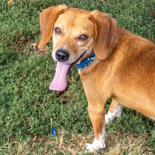 Wade - Beagle