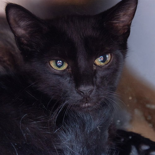 MAX, a cat for adoption from Humane Society of Missouri