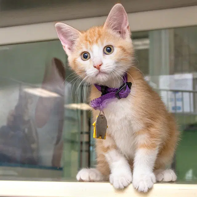History - Domestic Short Hair