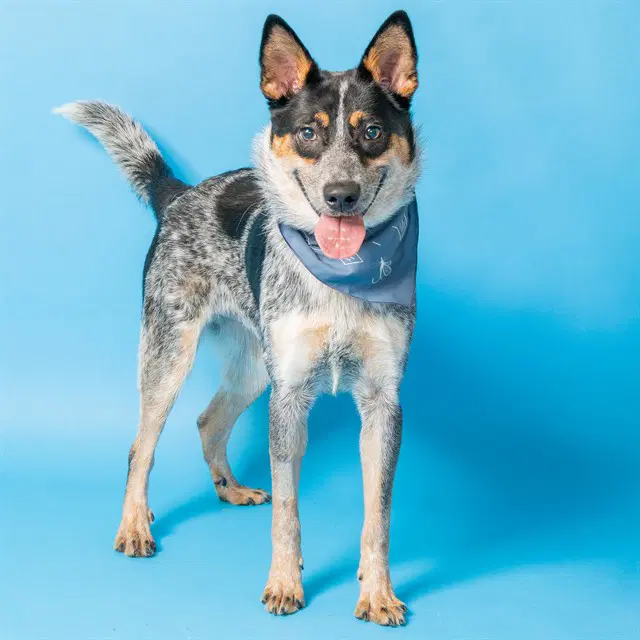 Carmel - Australian Cattle Dog/Blue Heeler