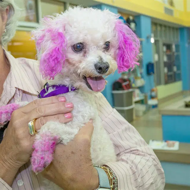 Sunshine - Poodle (Miniature)