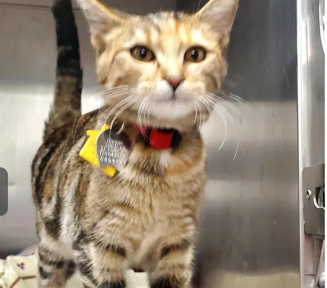 Tawny - Domestic Short Hair