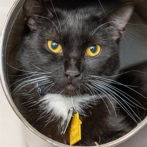SUE BELLE, a cat for adoption from Humane Society of Missouri