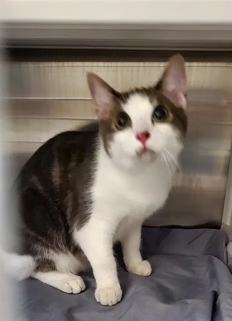 Mcsteamy - Domestic Short Hair
