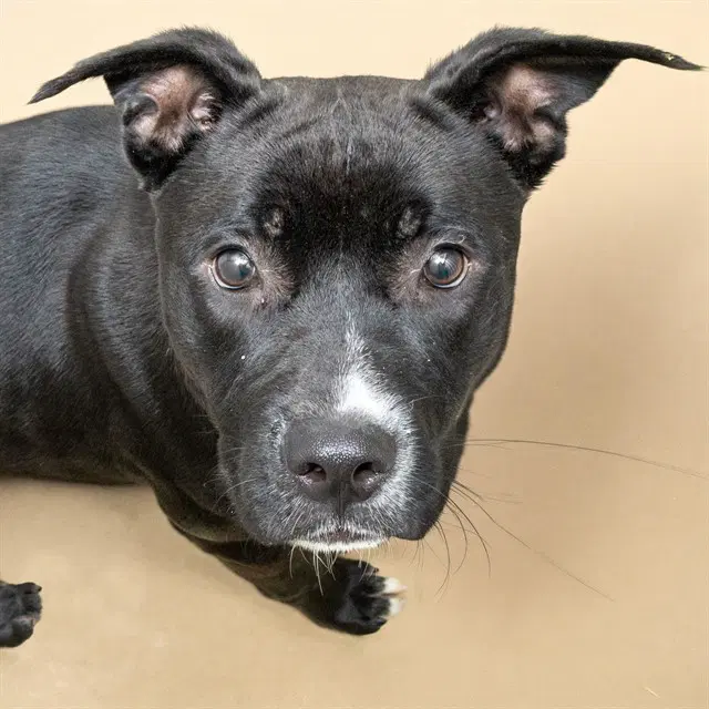 Scorpius - Pit Bull Terrier