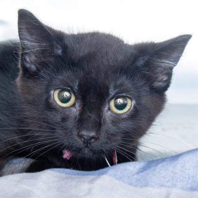 Poppy - Domestic Medium Hair