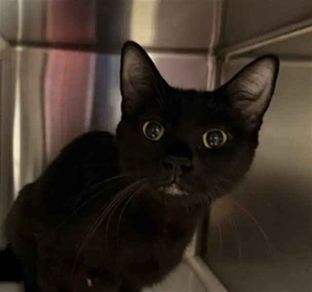 Poplar - Domestic Short Hair