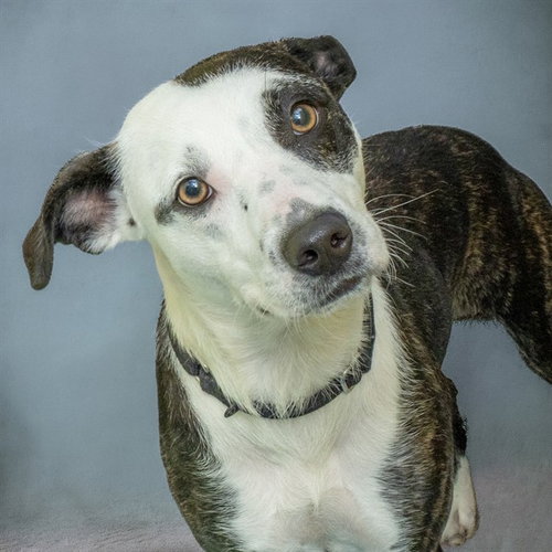 COOKIE BUTTER, a dog for adoption from Humane Society of Missouri