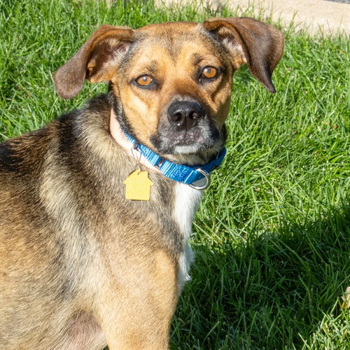 HARPER, a dog for adoption from Humane Society of Missouri