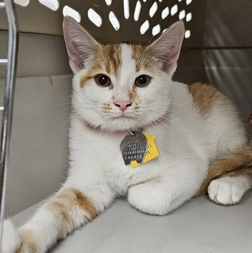 EDDIE, a cat for adoption from Humane Society of Missouri