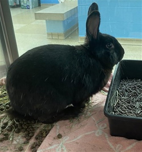 GRAVY, a rabbit for adoption from Humane Society of Missouri