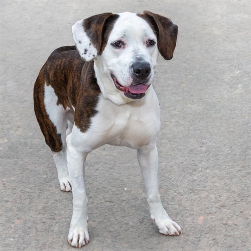 DIORITE, a dog for adoption from Humane Society of Missouri