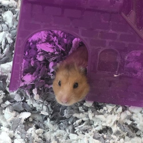 AVANI, a hamster for adoption from Humane Society of Missouri