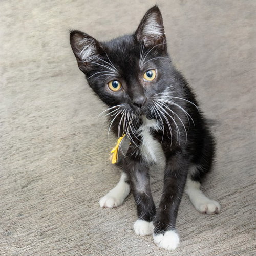 MARSHAL LEE, a cat for adoption from Humane Society of Missouri