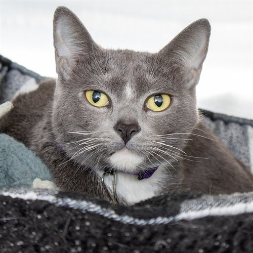 MOMO, a cat for adoption from Humane Society of Missouri