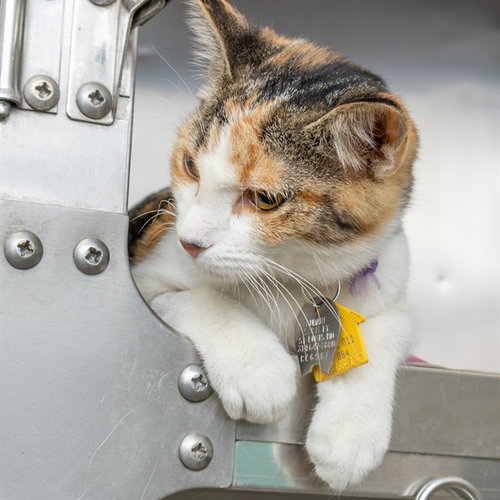 SASSY, a cat for adoption from Humane Society of Missouri