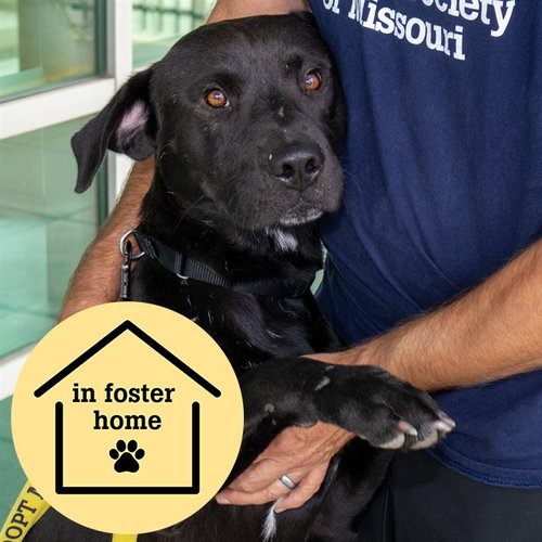 MARIACHI, a dog for adoption from Humane Society of Missouri